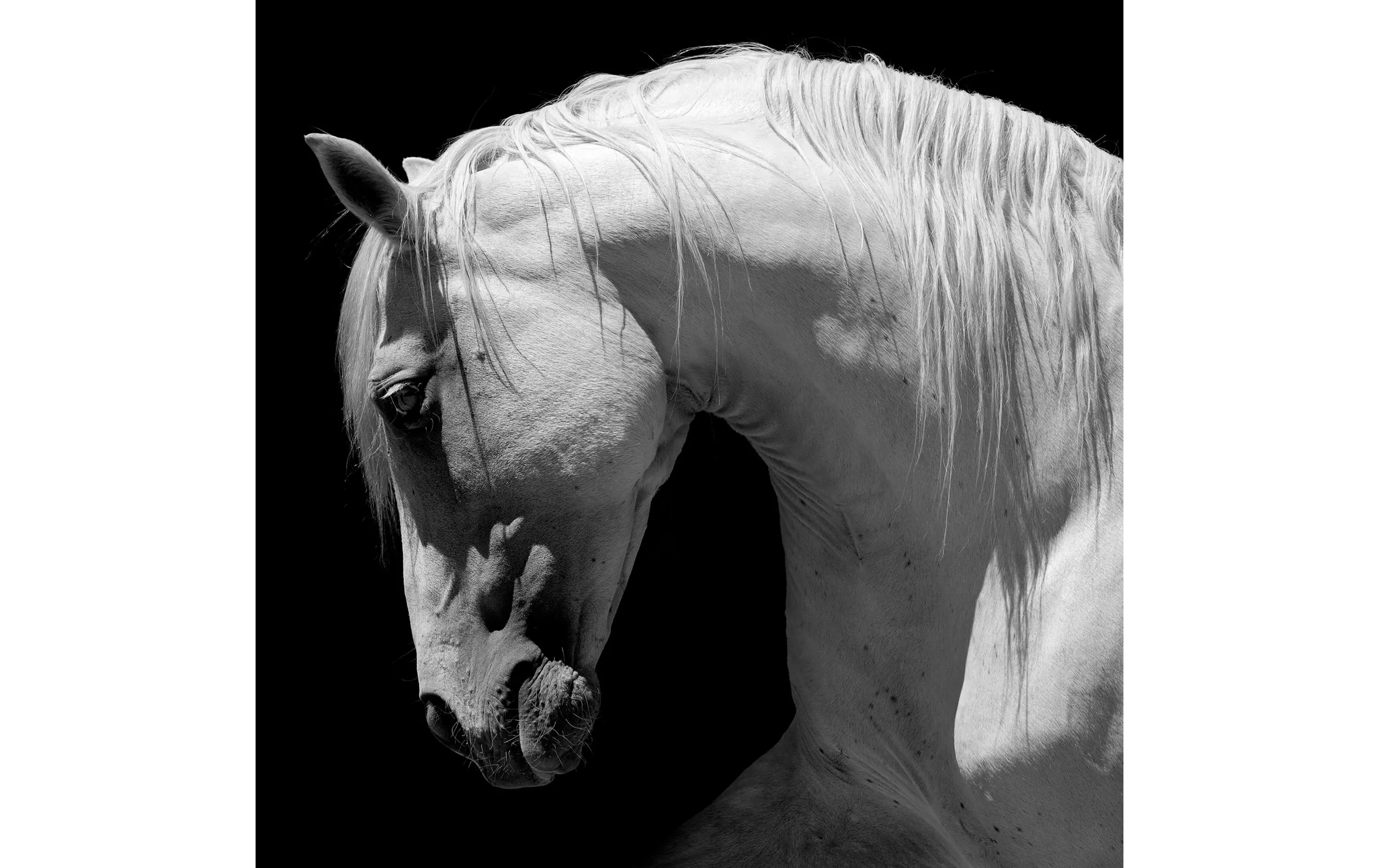 Papierservietten Graues Pferd 33 cm x 33 cm, 20 Stück