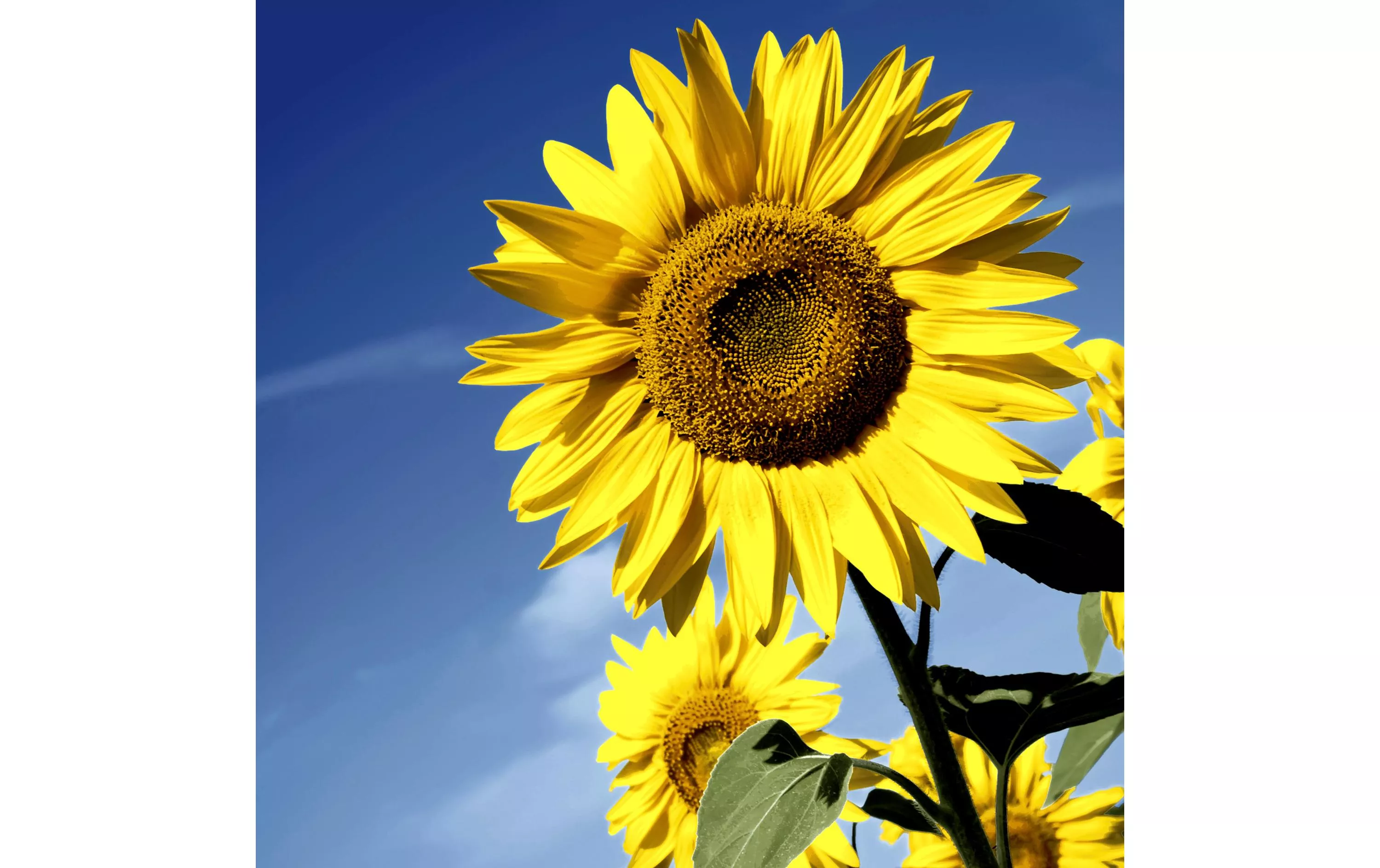 Papierservietten Sunflower Bloom 33 cm x 33 cm, 20 Stück